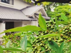 -料亭菊水楼