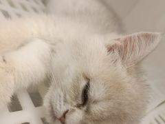 -lincat·猫舍(广州店)