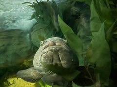 -上海海洋水族馆