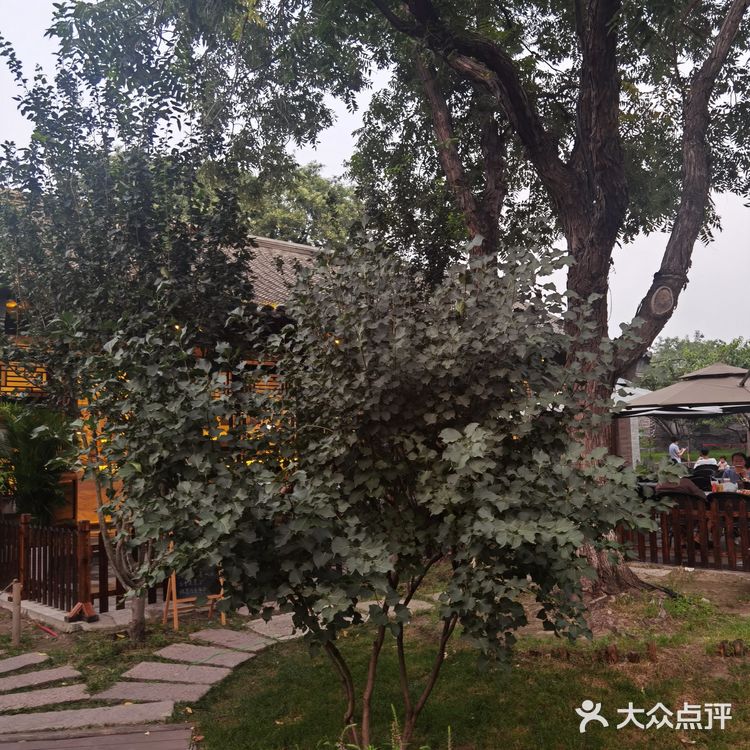 饭后闲逛，茶鱼乘凉