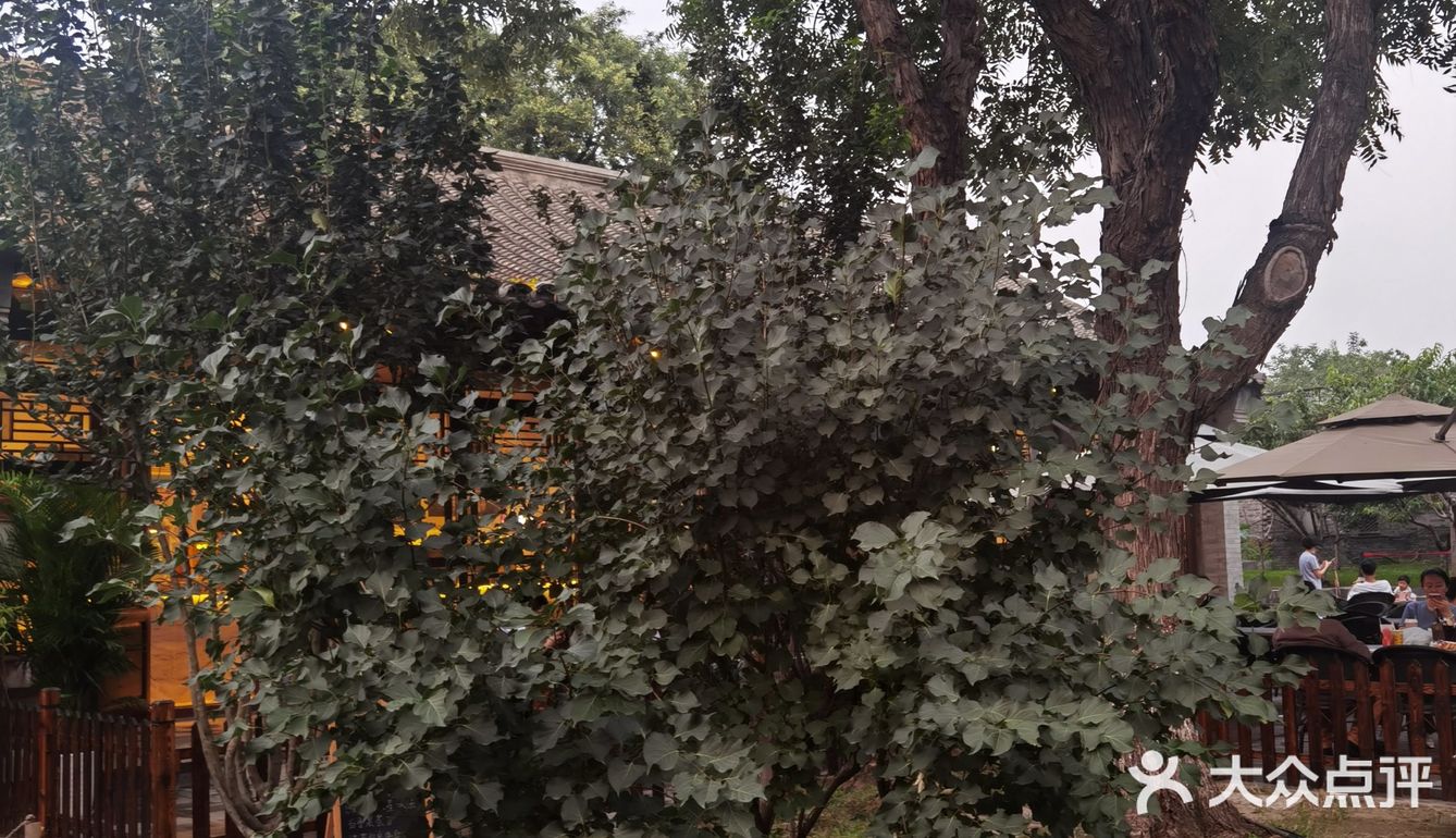 饭后闲逛,茶鱼乘凉