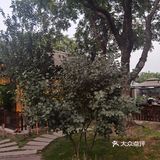 饭后闲逛,茶鱼乘凉