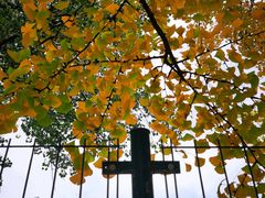 -三里屯东五街银杏大道