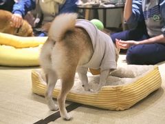 -逗柴咖啡屋·狗咖猫咖宠物桌游