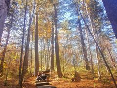 -五营红松林海景区