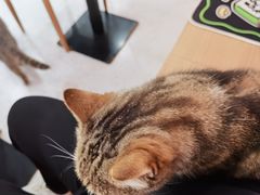 -喵园·猫主题咖啡厅·撸猫·猫咖(国贸店)