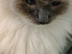 -安格丽娜·狗咖·猫咖羊驼咖(春熙路百盛商场店)