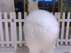 -RU DUCK柯尔鸭公社·撸鸭俱乐部·羊驼·小香猪
