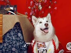 -超宠爱宠物摄影-Super pet