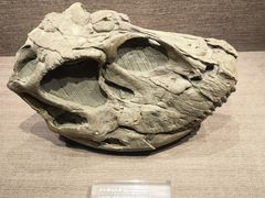 -自贡恐龙博物馆