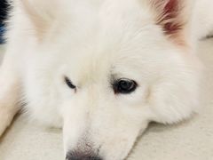 -共舞时光猫咖·狗咖(新街口店)