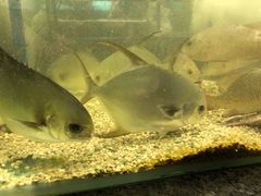 -Isla Sugbu Seafood City