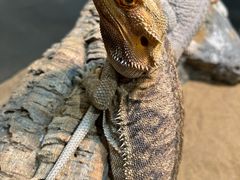 -FAIRYLAND龙族星球主题餐厅(凯丹广场店)