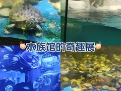 -海合安天津极地海洋公园
