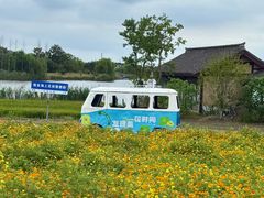 -杭州湾海上花田景区
