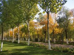 -九十九顶毡房(阜石路店)