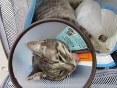 -艾贝尔宠物诊疗