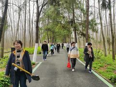 -合肥滨湖国家森林公园