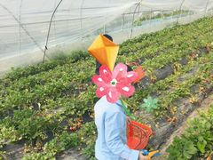 -喜杨洋草莓采摘园