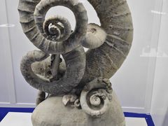 -贝壳王国博物馆