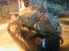 -上方山森林动物世界