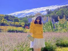 -王借岗森林公园