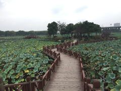 -荷塘月色湿地公园·向阳花洲