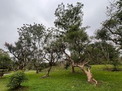 -中国科学院西双版纳热带植物园