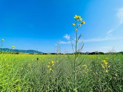 -光明小镇欢乐田园