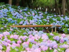 -上海共青森林公园