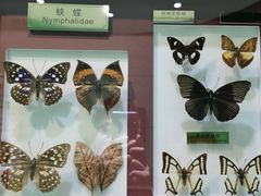 -上海昆虫博物馆