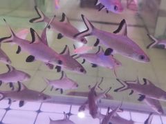 -苏州艺都古玩花鸟市场