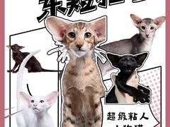 -十年猫舍·猫咪专门店(普陀店)