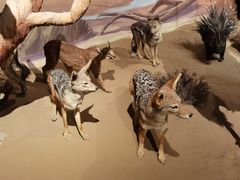 -陕西自然博物馆