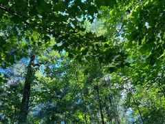 -五营红松林海景区