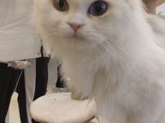 -共舞时光猫咖·狗咖(新街口店)