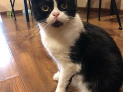 -猫友咖啡店(玉林西路店)