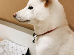 -柴务处·柴犬主题狗咖