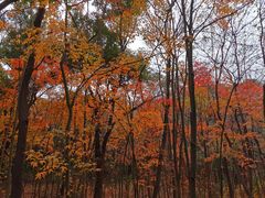 -杭州半山国家森林公园