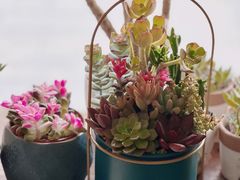 -万卉源鲜花店(百尚生活广场店)