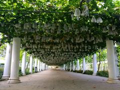 -白鹿原葡萄主题公园