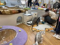 -COLOR PETS 撸猫馆·购猫·猫咖(长风大悦城店)