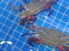 -前王院•巧克力海鲜市集餐厅(万平口店)