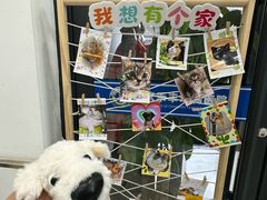 -派美特宠物医院·核磁CT·骨科肿瘤·疑难转诊(沈农禾丰店)