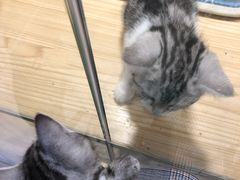 -屋虎猫馆(宝安大仟里店)