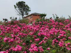 -空港花田景区