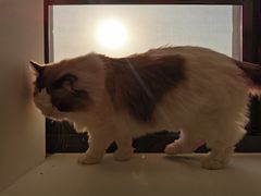 -猫腻·猫咖·撸猫馆(星光大道店)