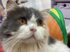 -喵园·猫主题咖啡厅·撸猫·猫咖(国贸店)