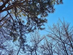 -鲁山国家森林公园