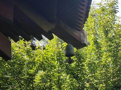 -西安乐游原